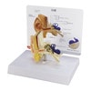 Basic Ear Anatomy Model