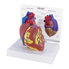 Basic Heart Anatomy Model