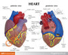 Basic Heart Anatomy Model - education card