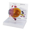 Cutaway Eye Anatomy Model