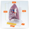 Basic Lung Anatomy Model