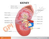 Basic Kidney Anatomy Model