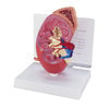 Basic Kidney Anatomy Model
