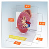 Basic Kidney Anatomy Model