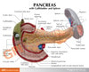 Pancreas Gall Bladder and Spleen Anatomy Model