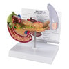 Pancreas Gall Bladder and Spleen Anatomy Model