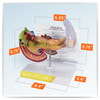 Pancreas Gall Bladder and Spleen Anatomy Model