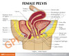 Basic Female Pelvis Section Anatomy Model