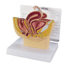 Basic Female Pelvis Section Anatomy Model