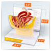 Basic Female Pelvis Section Anatomy Model