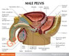 Basic Male Pelvis Section Anatomy Model