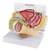 Basic Male Pelvis Section Anatomy Model