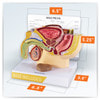 Basic Male Pelvis Section Anatomy Model