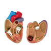 3 Piece Mini Heart Anatomy Models Set