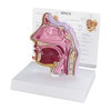 Basic Sinus Anatomy Model