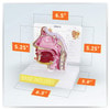 Basic Sinus Anatomy Model