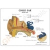 Child Ear Anatomy Model