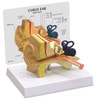 Child Ear Anatomy Model