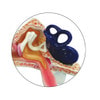 Child Ear Anatomy Model