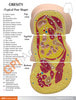 Obesity Anatomy Model