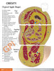 Obesity Anatomy Model