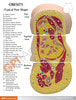 Obesity Anatomy Model