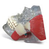 TMJ Clear Skull Anatomy Model - pathology anatomy