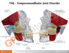 TMJ Clear Skull Anatomy Model - jaw front