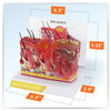 Skin Burn and Normal Skin Anatomy Model