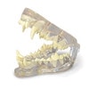 Canine Clear Jaw Anatomy Model