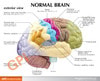 Half Brain Sensory and Motor Areas Anatomy Model