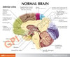 Half Brain Sensory and Motor Areas Anatomy Model
