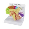 Half Brain Sensory and Motor Areas Anatomy Model