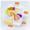 Half Brain Sensory and Motor Areas Anatomy Model