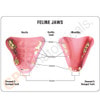 Feline Jaw Anatomy Model