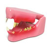 Feline Jaw Anatomy Model
