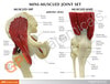 Mini-Muscled Joint Anatomy Model Set