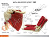 Mini-Muscled Joint Anatomy Model Set