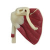 Mini-Muscled Joint Anatomy Model Set