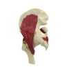 Mini-Muscled Joint Anatomy Model Set