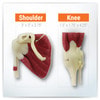 Mini-Muscled Joint Anatomy Model Set