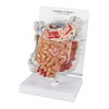 GI Tract Anatomy Model
