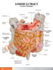 GI Tract Anatomy Model