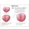 Male Pelvis Anatomy Model With Prostate Frame