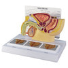 Male Pelvis Anatomy Model With Prostate Frame