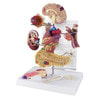 Type 2 Diabetes Anatomy Model
