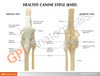 Canine 4-Stage Knee Anatomy Model