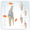 Canine 4-Stage Knee Anatomy Model