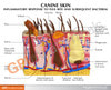 Canine Skin Anatomy Model