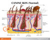 Canine Skin Anatomy Model